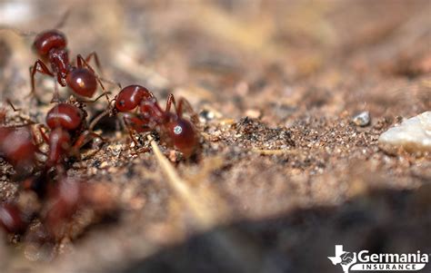 when did fire ants come to texas